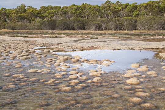 Thrombolites in Lake Clifton in Yalgorup National Park southly of Mandurah, Western Australia, Australia
