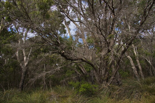 Forest at Lake Clifton in Yalgorup National Park southly of Mandurah, Western Australia, Australia
