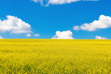 Obraz premium Landscape with a field of blooming rapeseed and blue sky with white clouds
