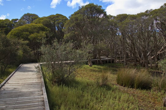 Board walk in Marlee Reserve at Mandurah, Western Australia, Australia
