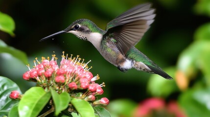 Fototapeta premium Green-Throated Hummingbird Hovering, Feeding on Pink Blossoms