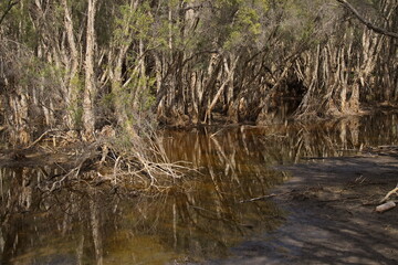 Forest in Marlee Reserve at Mandurah, Western Australia, Australia
