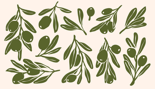 Set of monogram olive branch with leaves and olive oil logo or olive tree icon, hand drawn olive border botanical medicine herbs in vector format, floral olive frame