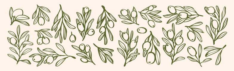 Set of olive branch with leaves and olive oil logo or olive tree icon, hand drawn olive border botanical medicine herbs in vector format, floral olive frame
