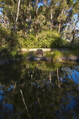Pond in Kings Park and Botanic Garden in Perth, Western Australia, Australia
