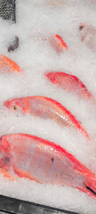 Fresh fish in the fresh market on ice. fish caught from fishing.