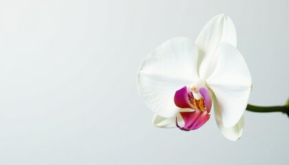Delicate white orchid blossom against pure white backdrop, nature, aesthetic