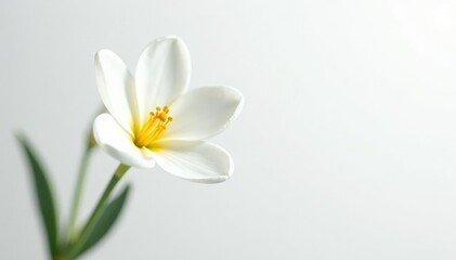 Delicate white flower blossom against pure white backdrop, delicate, scene