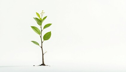 Obraz premium Lone, delicate sapling against pure white backdrop, bright, flora