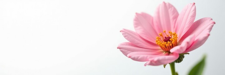 Delicate flower with intricate petals on white background, bloom, , clean