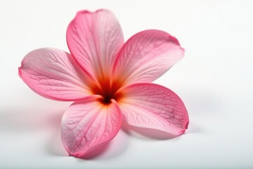 Delicate flower petals unfold on a crisp white background, flower, fresh