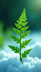 Delicate fern fronds unfolding on a snowy background, plant life, greenery