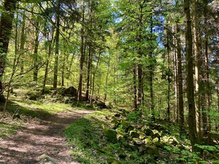 Fototapeta premium Forest trail with moss covered stones in spring