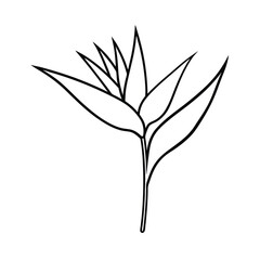 Bird of Paradise Flower Line Art