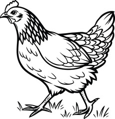 vector illustration of a chicken