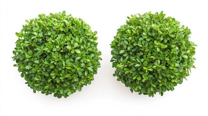 Fototapeta premium Pair of low-maintenance garden bushes with vibrant green foliage on a white background.