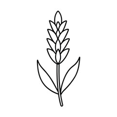 Line Art Curcuma Flower Illustration