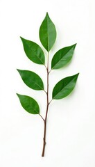 A single branch with leaves isolated on a white background, neutral, solo