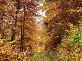Autumn forest path with golden leaves