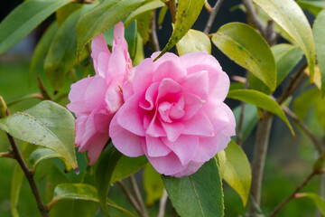 Fleur rose de camélia du Japon.