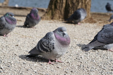 公園の砂利道でくつろぐ鳩たち。日光を浴びながら、落ち着いた雰囲気のなか休憩しています。
