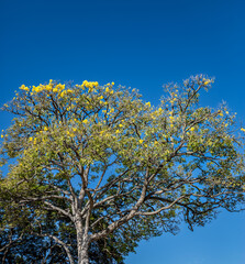 Background of Azure Blue Sky Above Yellow Acacia Flowers on a Tree with Green Leaves.