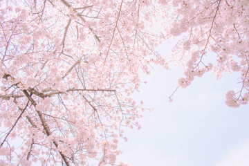 青空を背景にした満開の桜の花が美しい風景を彩ります。この画像は春の自然の美しさを表現しています。