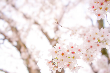 春の日差しの中で咲く桜の花の美しいクローズアップ写真です。柔らかなピンクの花びらが、穏やかな春の雰囲気を醸し出しています。 © toyotoyo