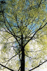 tree in autumn