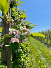 Obstblüte in Gierstädt
