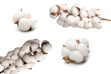 Cotton flower branch isolated on white background.