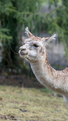 A happy llama standing on grassy ground with trees behind it during a peaceful sunny afternoon outdoors