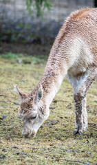 A light-colored llama gracefully kneels to graze on fresh green grass under a peaceful day