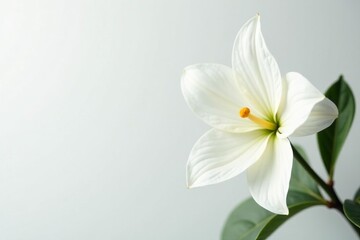 Obraz premium Delicate white flower with soft petals on pristine white background, fresh, floral, botanical