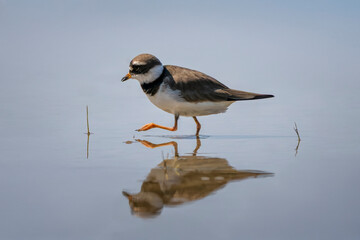 Common ringed plover or ringed plover (Charadrius hiaticula) at Isonzo river mouth nature reserve, Isola della Cona, Friuli Venezia Giulia, Italy.
