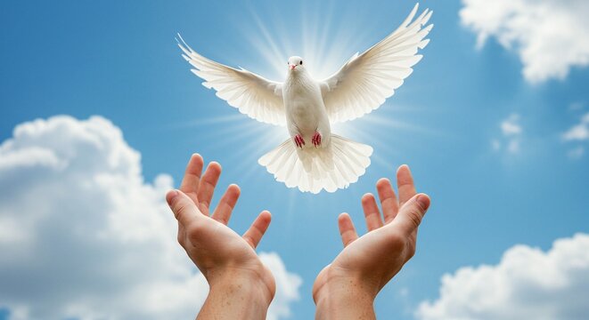 Pentecost. A person releasing a white dove into the sky. The bird soars toward the light.