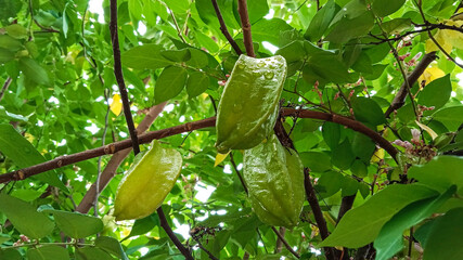 Glossy Starfruit Thriving on Green Tree