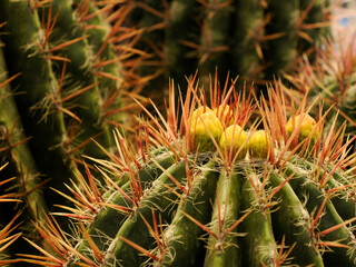 Obraz premium plant of cactus detail close up