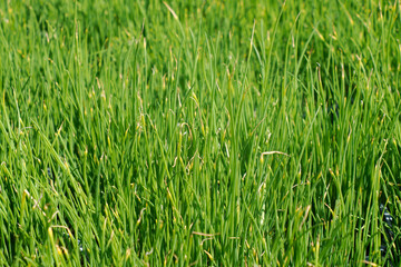 Obraz premium chive chives plant of liguria detail