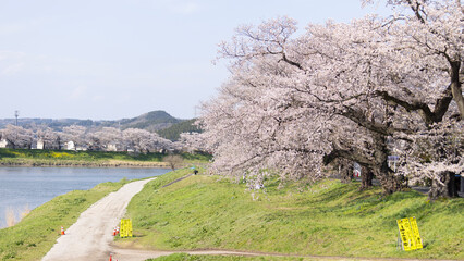 Sakura and cherry blossom in hitome senbonzakura, Sendai, Japan in spring season