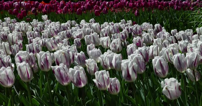 Blooming tulips line pathways in botanical garden, evoking renewal and harmony.