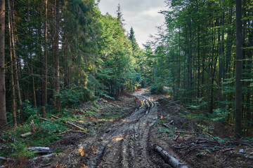 Washed out dirt road, destruction of Carpathian forests by barbaric logging and soil destruction