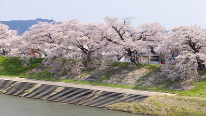 Sakura and cherry blossom in hitome senbonzakura, Sendai, Japan in spring season