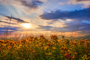 Yellow flowering St. John's wort on a summer evening in the mountains. Wild medicinal plant in the...