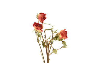 Withered red roses on stems on white background.