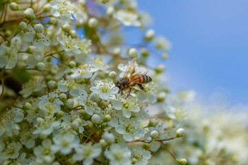 Bees collecting pollen from flowers