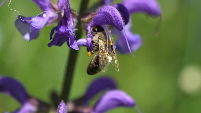Bee pollinating a flower video slow motion