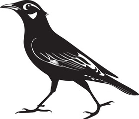 Mayna bird Silhouette vector design with white background.