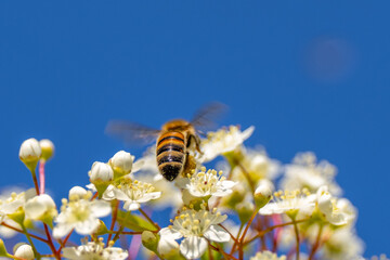 Bees collecting pollen from flowers