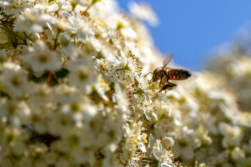 Bees collecting pollen from flowers